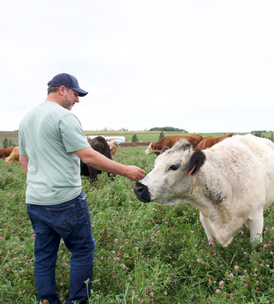 Dexter Cattle Grazing